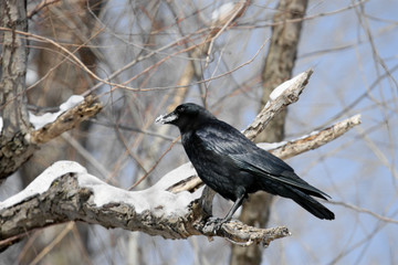 Crow