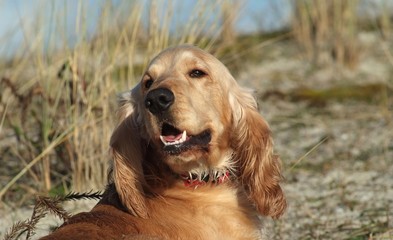 cocker anglais