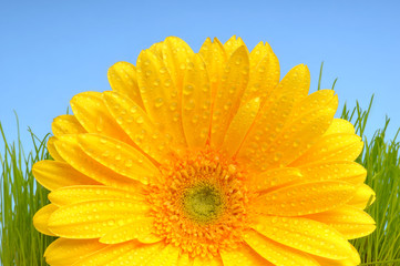 Gerbera mit Tautropfen