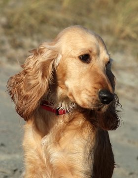 coker spaniel