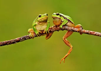 Photo sur Plexiglas Grenouille Frog