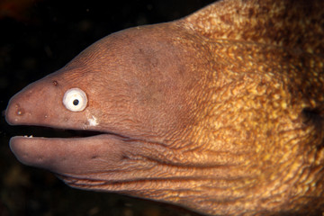 Giant Estuarine moray