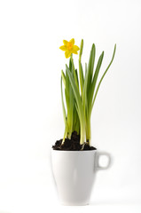 Daffodil in a cup