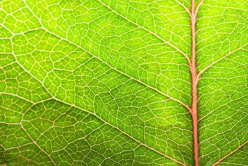 ecological leaf