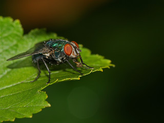 Fly on leaf