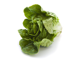 Obraz premium romaine lettuce isolated