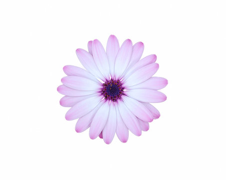 pink daisey