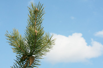 Pine branch