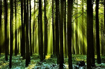 Fototapeta premium Frischer Wald mit Sonnenstrahlen