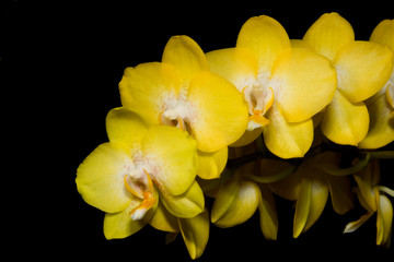 Fototapeta na wymiar Orchid kwiaty na czarnym