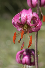 Lis martagon © Hantzb