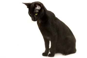 Young male cat looking downwards on a white background.