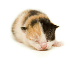 Newborn tortoiseshell kitten, five days old.