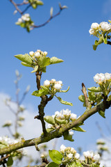 Apple tree blossom.