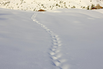 Spuren im Pulverschnee