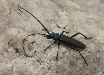 cerambice su roccia