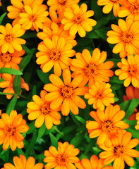 orange color flowers as background