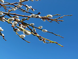 Ostern,Weidekätzchen