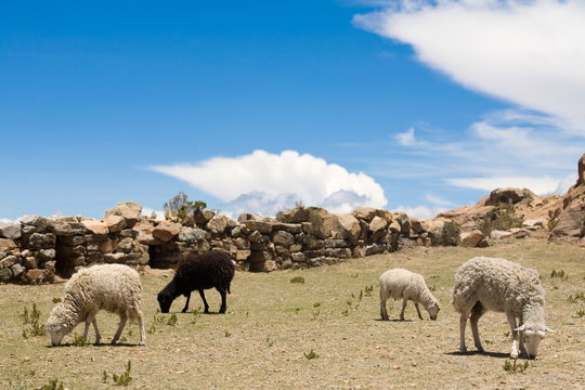 Sheep on Isla del Sol - Titicaca