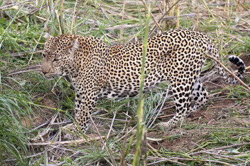 Leopard resting at Kruger national park.