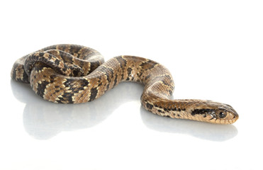 False Water Cobra