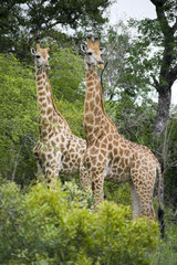 Giraffe in Kruger Park