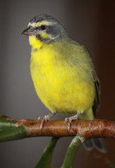 Yellow-fronted Canary