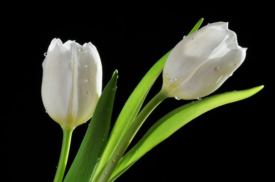 White tulips isolated on black background