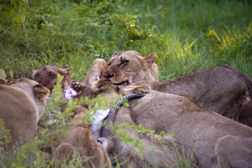 Lion family eating their prey