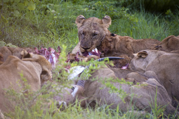 Naklejka na ściany i meble Lion family eating their prey