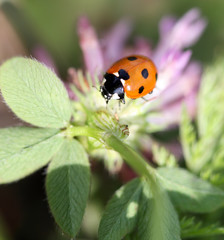 Lady bug on clover flower