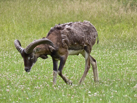 Muffelwild Wildschaf 2