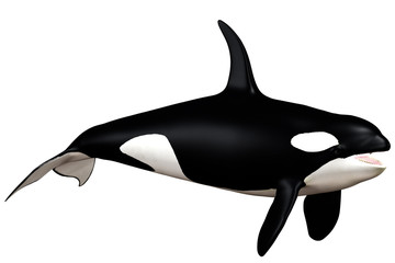 Orka © s.gatterwe
