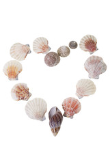 Heart shaped shells