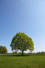 Fototapeta na wymiar gesunder Baum im frischen Frühlingsgrün