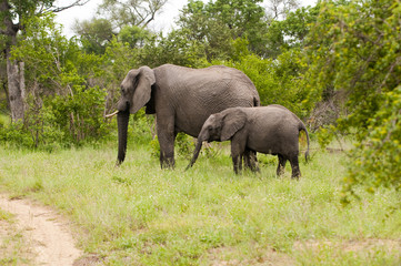 Naklejka na ściany i meble Elephant with baby elephant in Kruger Park