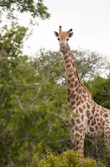 Giraffe in kruger national park