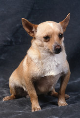 le podengo portugais qui attend son tour