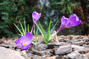 fioletowe krokusy, violet crocus © Krzysztof Budziakows