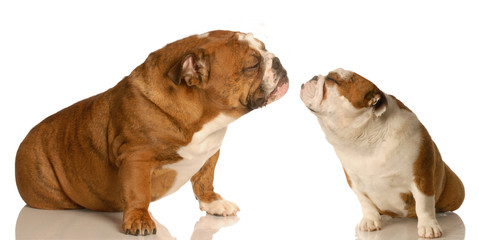 puppy love - two english bulldog reaching out for affection
