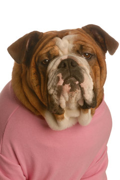 portrait of english bulldog wearing pink shirt