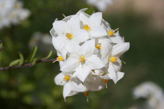 Plante Solanum blanche 03