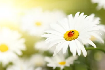 Wallpaper murals Daisies Ladybug sitting on a flower