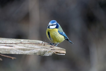 Obraz premium Herrerillo