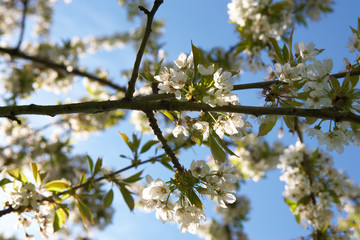 Kirschbaumblüte