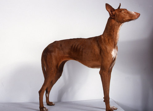 le podenco canario vu de profil en studio