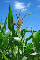 Mais plant over cloudy blue sky