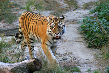 Fototapeta na wymiar tiger, wild animals
