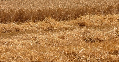 Champ blé moisson
