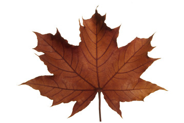 Naklejka na ściany i meble maple leaf on white